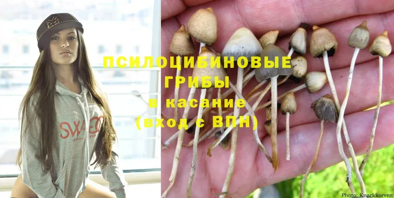 Галлюциногенные грибы Psilocybe  Корсаков 